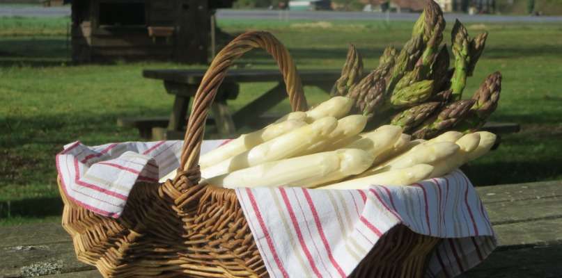 Asperges des Landes de L'Airial à Vert